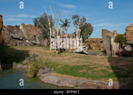 Bioparc Valencia Espagne Banque D'Images