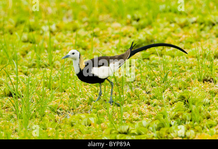 Pheasant-tailed Jacana (Hydrophasianus chirurgus) Parc national de Yala, au Sri Lanka Banque D'Images