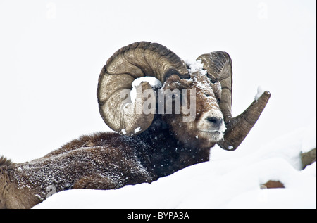 Un mouflon dans la neige profonde. Banque D'Images