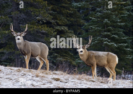 Deux cerfs mulets mâles debout dans la neige fraîchement tombée. Banque D'Images