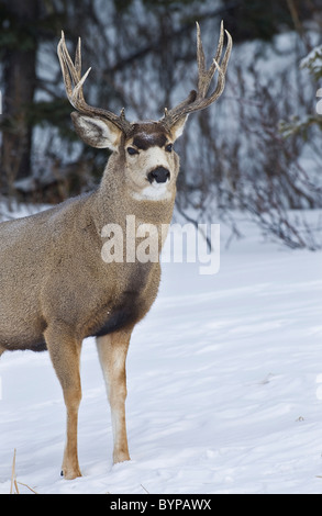 Une mule deer buck debout dans la neige. Banque D'Images