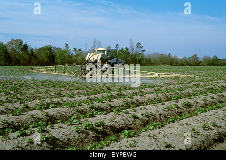 L'agriculture chimique - application de fongicide sur les plants de pommes de terre / Floride, USA. Banque D'Images