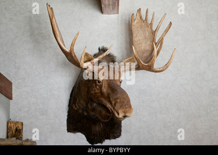 USA, Dakota du Nord, Belfield, Tête et bois d'orignal mâle accroché dans la taxidermie afficher à l'intérieur de trappeurs inn restaurant Banque D'Images