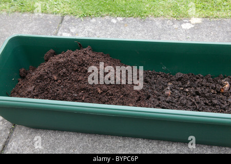 La plantation Buddleja cormes couvrant d'une couche de compost dans une windowbox plastique semoir. Banque D'Images