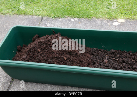 La plantation Buddleja cormes couvrant d'une couche de compost dans une windowbox plastique semoir. Banque D'Images