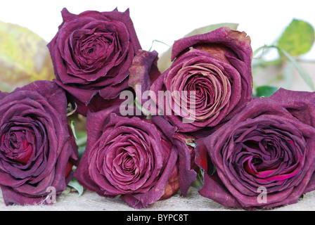 Fleurs de rose séchées Banque D'Images