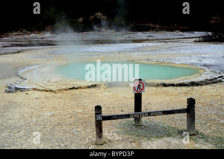 L'huître, une piscine chaude à Wai-o-tapu région géothermique près de Taupo en Nouvelle Zélande Banque D'Images