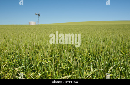 Culture de blé vert dans un champ pays sous un ciel bleu clair au-dessus et un réservoir d'eau et moulin sur l'horizon Banque D'Images