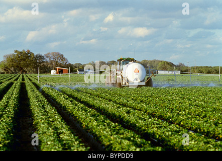 - L'agriculture, l'application d'application de produits chimiques et de l'insecticide fongicide pour les fraisiers / Plant City, Florida, USA. Banque D'Images