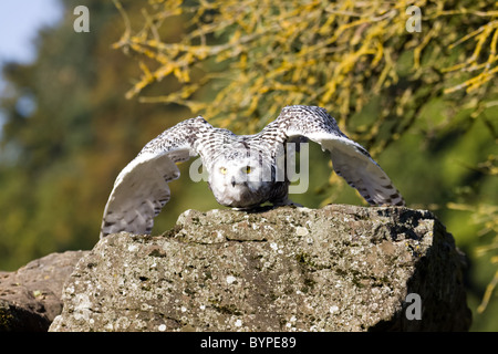 Owl Bubo scandiacus neige arctique great white owl Banque D'Images