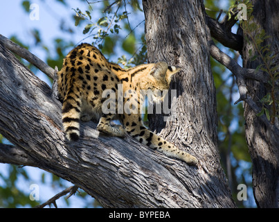 Serval (Leptailurus serval), auf einem Baum, Moremi, Botswana, Wildreservat Afrika Banque D'Images