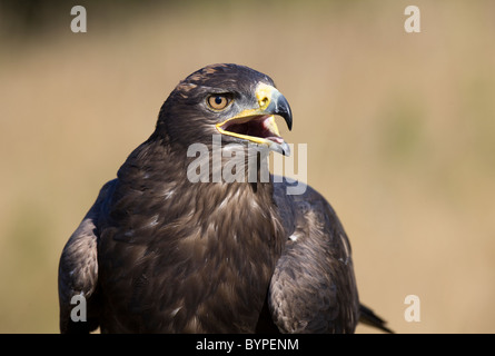 Aigle des steppes Aquila nipalensis,, steppenadler Banque D'Images