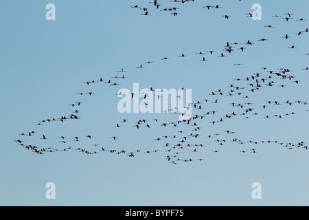 Une volée de flamants oiseaux volant dans l'air Banque D'Images