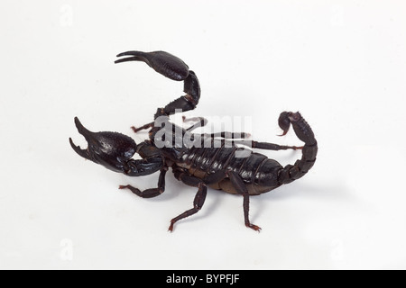 Hterometrus spinifer Scorpion forêt asiatique Banque D'Images