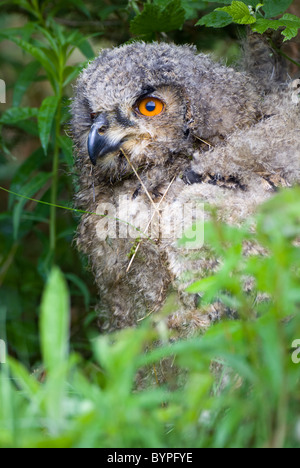 Jeune grand duc Bubo bubo, Allemagne forêt de Bavière Banque D'Images