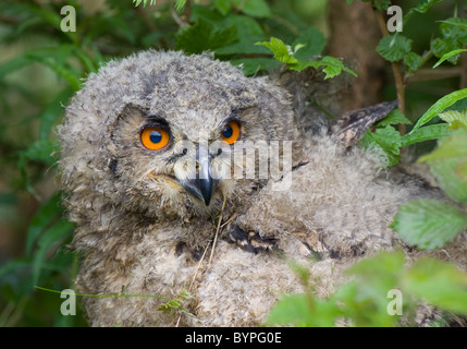 Jeune grand duc Bubo bubo, Allemagne forêt de Bavière Banque D'Images