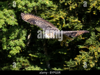 Eagle owl Bubo bubo eurasien, Allemagne forêt de Bavière Banque D'Images