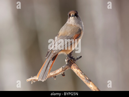 Jay Perisoreus infaustus Sibérie [] Unglückshäher Nationalpark, Suède Hamra Banque D'Images