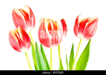 Bouquet de tulipes plusieurs isolated over white background Banque D'Images