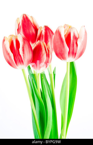 Bouquet de tulipes plusieurs isolated over white background Banque D'Images