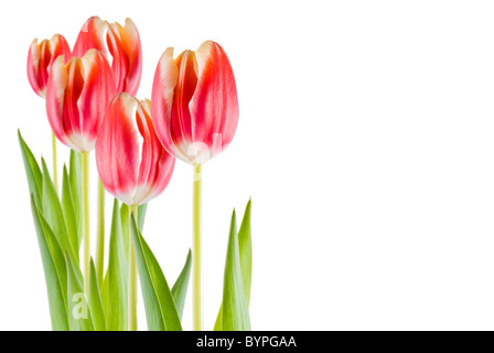 Plusieurs tulipes isolated over white background Banque D'Images