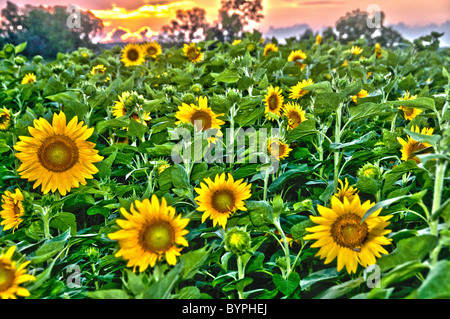 'Starry Starry champs' - le tournesol au coucher du soleil Banque D'Images