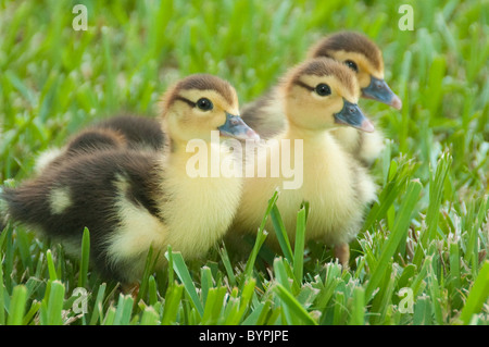 'Les trois petits canards' - canetons de Barbarie Banque D'Images