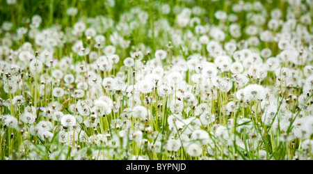 Détails de plantes, d'herbe, blowballs similaire et champs verts de plantes. Banque D'Images