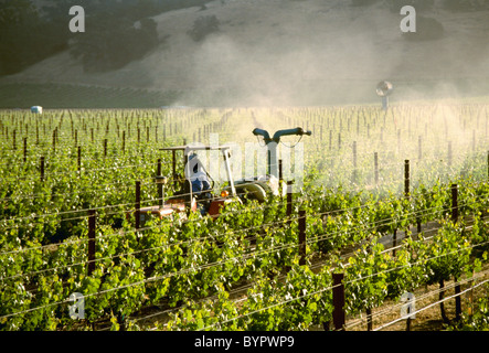 L'agriculture - l'application de soufre sur vigne vin rouge au printemps en fin d'après-midi du soleil / Napa Valley, Californie, USA. Banque D'Images