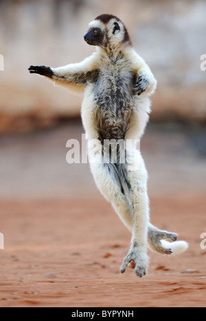 Le Propithèque de verreaux (Propithecus verreauxi) Danse de Madagascar Banque D'Images