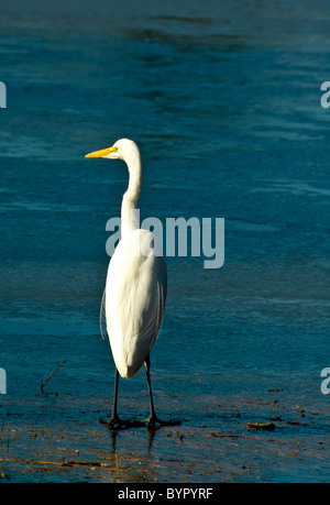 Grande Aigrette au bord du lac Mattamuskeet, en Caroline du Nord Banque D'Images