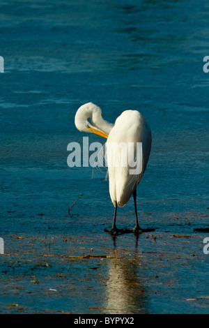 Grande Aigrette au bord du lac Mattamuskeet, en Caroline du Nord Banque D'Images