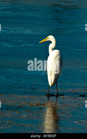 Grande Aigrette au bord du lac Mattamuskeet, en Caroline du Nord Banque D'Images