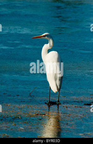 Grande Aigrette au bord du lac Mattamuskeet, en Caroline du Nord Banque D'Images