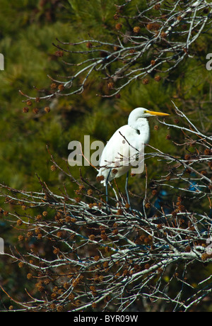 Grande Aigrette au bord du lac Mattamuskeet, en Caroline du Nord Banque D'Images