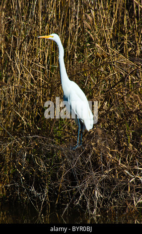 Grande Aigrette au bord du lac Mattamuskeet, en Caroline du Nord Banque D'Images