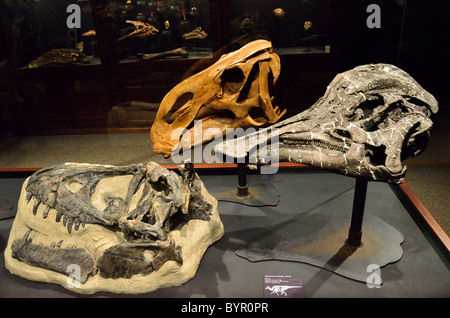 Crâne de dinosaure fossile. Musée des Rockies, Bozeman, Montana, USA. Banque D'Images