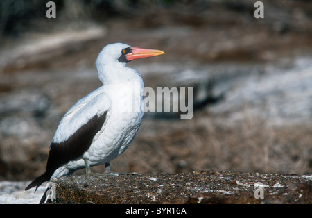 Fou masqué, Sula dactylatra granti de Genovesa (Tower), Galapagos Banque D'Images