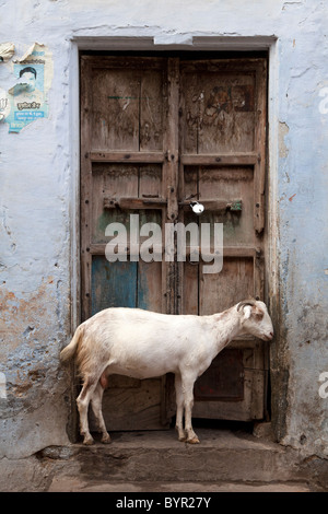 L'Inde, Rajasthan, Udaipur, chèvre encadrée par la porte en bois ancien Banque D'Images