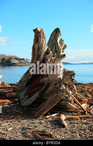 Vieil arbre bois flotté racine Banque D'Images