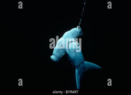 Requin-marteau halicorne (Sphyma lewini) accroché sur une longue ligne. Le Costa Rica, l'île Cocos - Océan Pacifique Banque D'Images