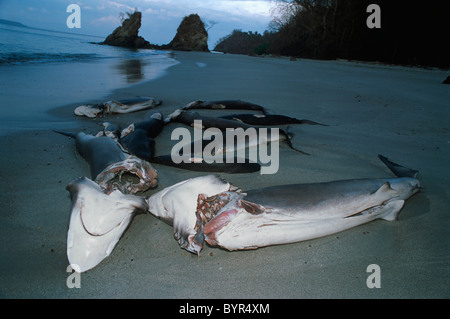 Les requins vivant à ailettes et jeté par-dessus bord, se noient et échouer sur la plage. Costa Rica - Océan Pacifique Banque D'Images