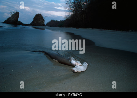 Les requins vivant à ailettes et jeté par-dessus bord, se noient et échouer sur la plage. Costa Rica - Océan Pacifique Banque D'Images