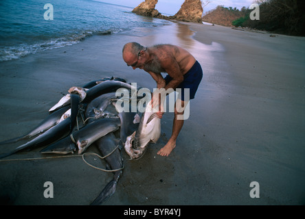 Les requins vivant à ailettes et jeté par-dessus bord, se noient et échouer sur la plage. Costa Rica - Océan Pacifique Banque D'Images
