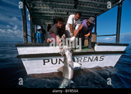 Dans le transport de requin-marteau halicorne (Sphyma lewini). Le Costa Rica, l'île Cocos - Océan Pacifique Banque D'Images