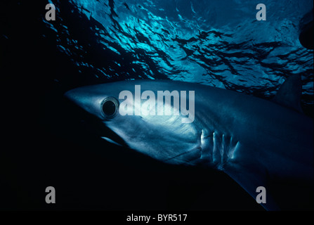 Le requin (Aliopa superciliosus). Le Costa Rica, l'île Cocos - Océan Pacifique Banque D'Images