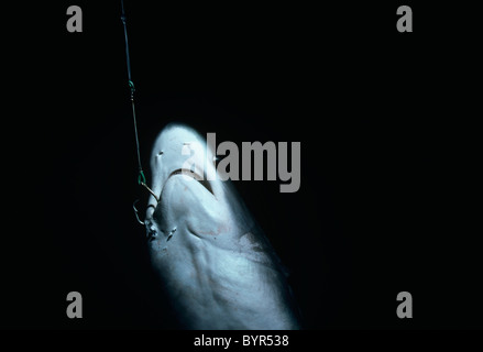 Vivre le requin (Aliopa avec arrogance) accro à la longue ligne. Le Costa Rica, l'île Cocos - Océan Pacifique Banque D'Images