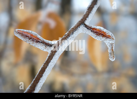 Un rameau de hêtre et les bourgeons des feuilles recouvertes de glace après une tempête de glace en hiver Banque D'Images