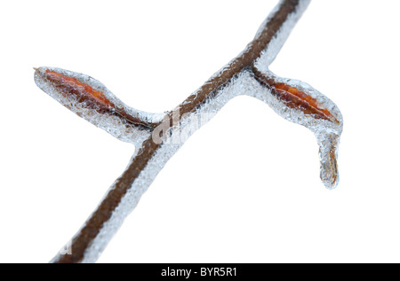 Un rameau de hêtre et les bourgeons des feuilles recouvertes de glace après une tempête de glace en hiver Banque D'Images