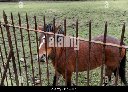 Pony à fer forgé dopés par uk Banque D'Images